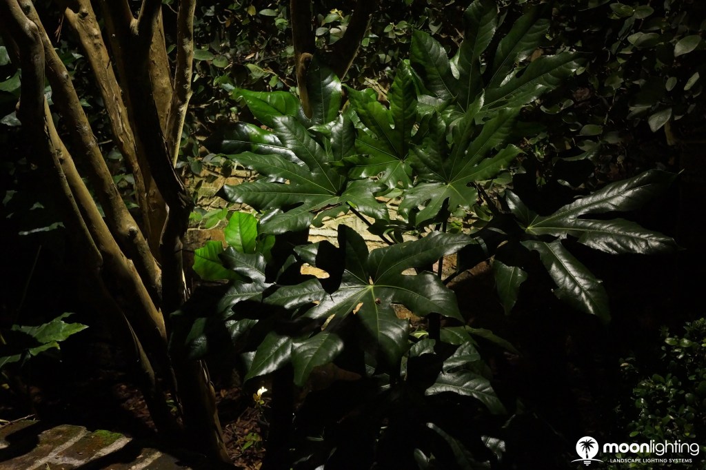 Down Lighting Over Fatsia