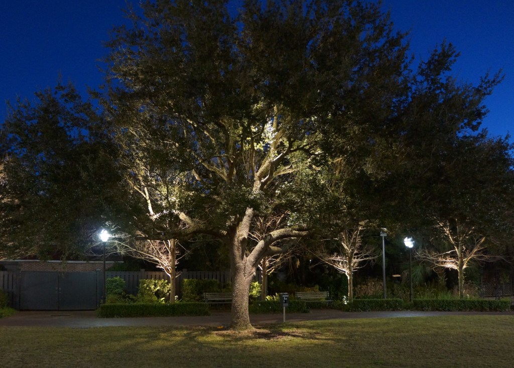 How Do You Light A Tree?
